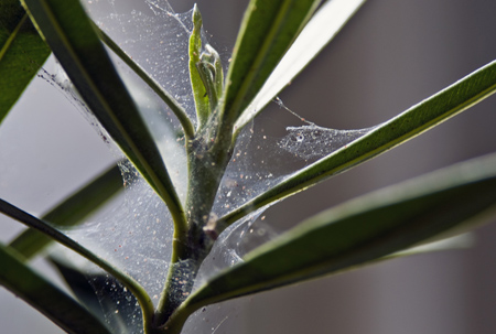 A leggyakoribb szobanövény betegségek A leggyakoribb szobanövény betegségek