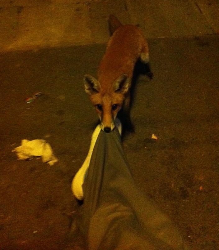 Rókára ébredt a részeg londoni