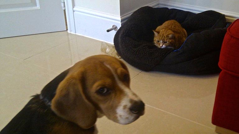 10 kutya, akit csúnyán meglopott egy macska