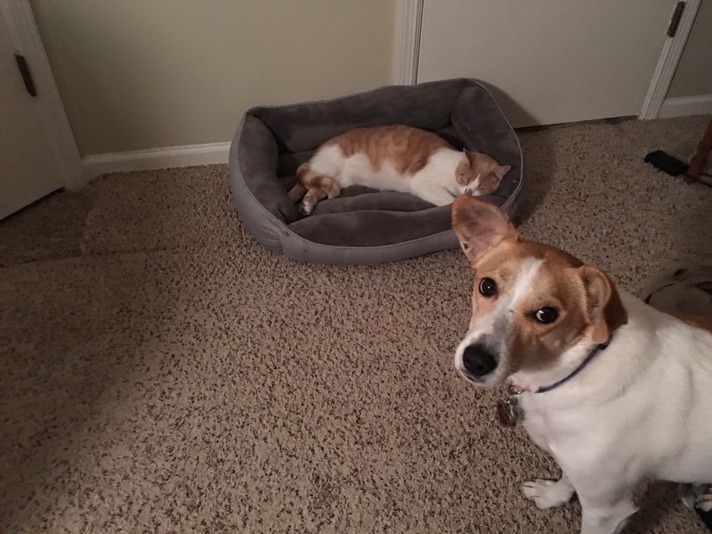 10 kutya, akit csúnyán meglopott egy macska