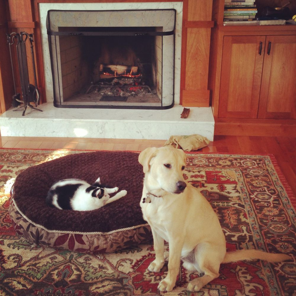 10 kutya, akit csúnyán meglopott egy macska