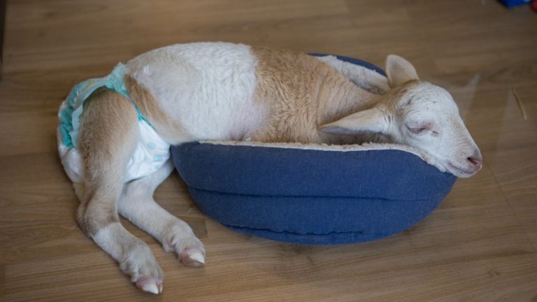 Először csak így sikerült...