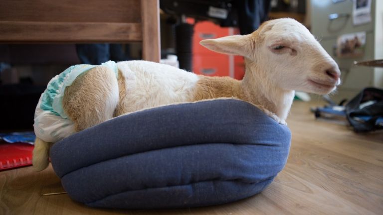 ... de végül csak megoldotta