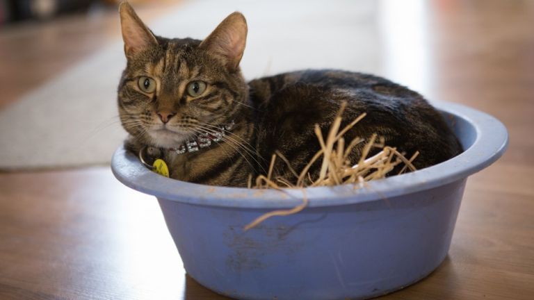 Szerencsére a macskák is komálják a szűk alvóhelyeket