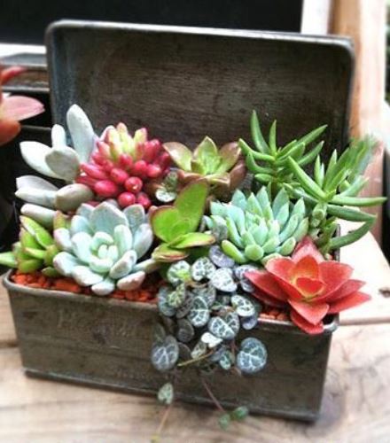 5 gyönyörű minikert lakásba, erkélyre, teraszra 5 gyönyörű minikert lakásba, erkélyre, teraszra