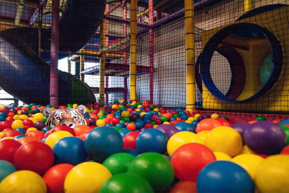 Photoshop-áldozat lett a vízből kibukkanó tigris Photoshop-áldozat lett a vízből kibukkanó tigris