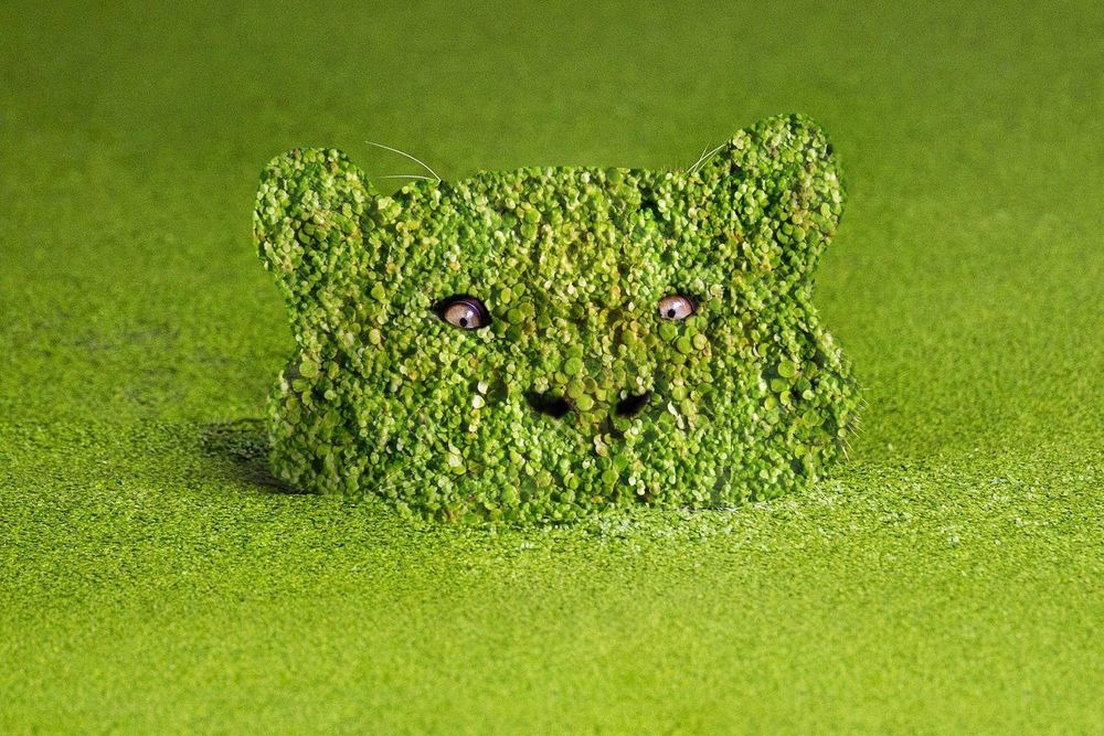 Photoshop-áldozat lett a vízből kibukkanó tigris Photoshop-áldozat lett a vízből kibukkanó tigris