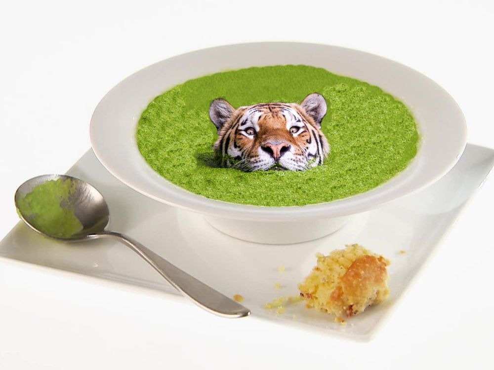 Photoshop-áldozat lett a vízből kibukkanó tigris Photoshop-áldozat lett a vízből kibukkanó tigris