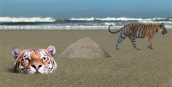 Photoshop-áldozat lett a vízből kibukkanó tigris Photoshop-áldozat lett a vízből kibukkanó tigris