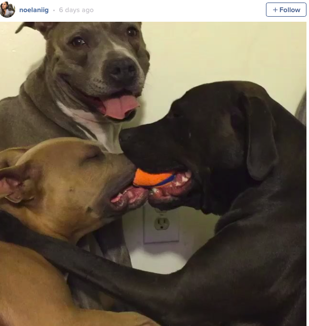 Ez a kutya a Ez a kutya a