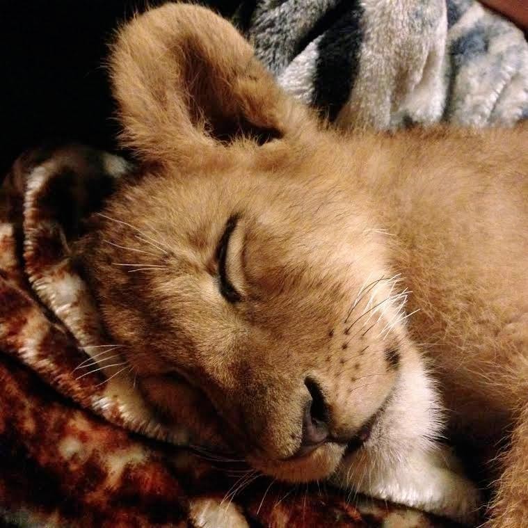 A paplanok megszállottja ez a cuki oroszlán - képek