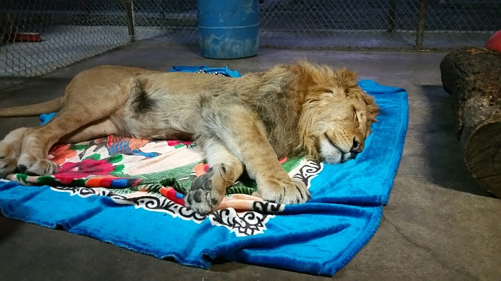 A paplanok megszállottja ez a cuki oroszlán - képek