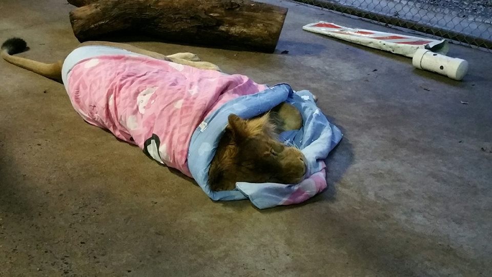 A paplanok megszállottja ez a cuki oroszlán - képek