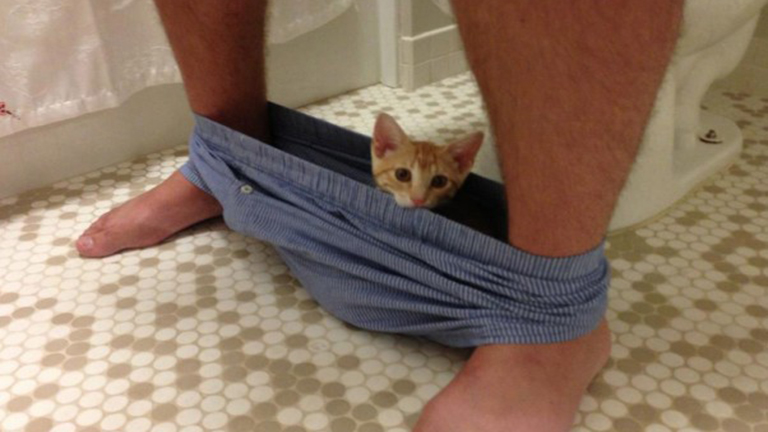 10 macska, akit tökéletesen hidegen hagy a személyes tered