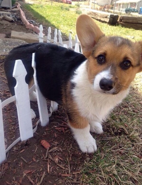 Állatok, akik olyan lelkisek, mint az emberek - cuki fotók Állatok, akik olyan lelkisek, mint az emberek - cuki fotók