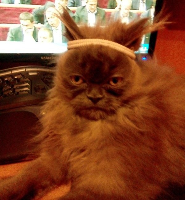 Állatok, akik olyan lelkisek, mint az emberek - cuki fotók Állatok, akik olyan lelkisek, mint az emberek - cuki fotók