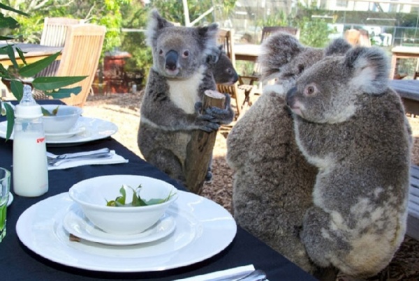 Állatok, akik olyan lelkisek, mint az emberek - cuki fotók Állatok, akik olyan lelkisek, mint az emberek - cuki fotók