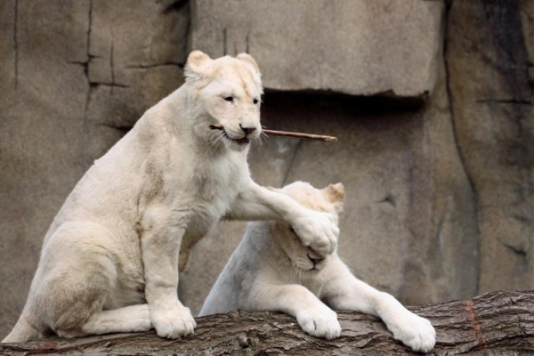 Állatok, akik olyan lelkisek, mint az emberek - cuki fotók Állatok, akik olyan lelkisek, mint az emberek - cuki fotók