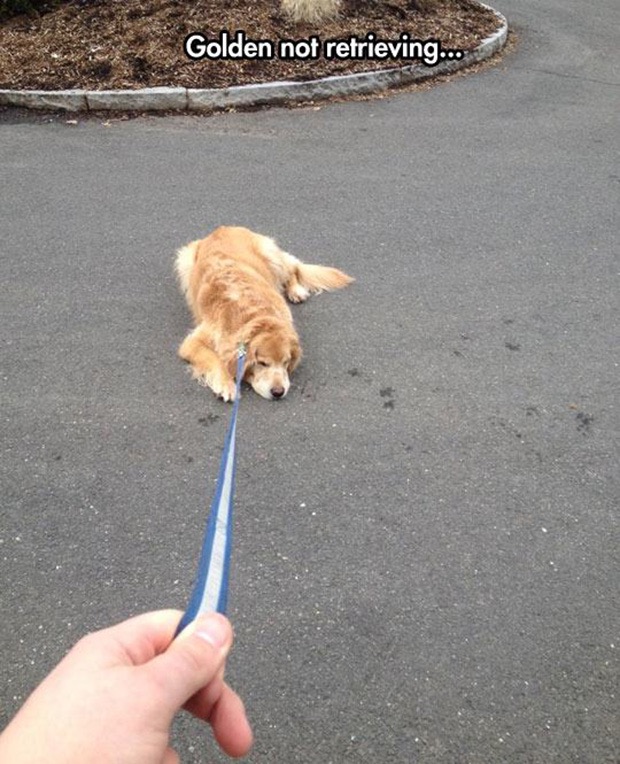 10 állat, aki magasról tesz a szabályokra