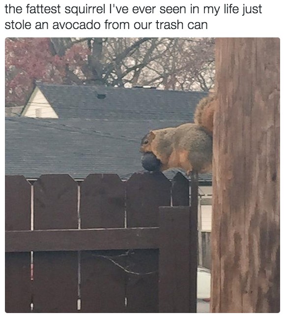 10 állat, aki magasról tesz a szabályokra