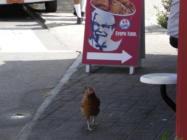 10 állat, aki magasról tesz a szabályokra