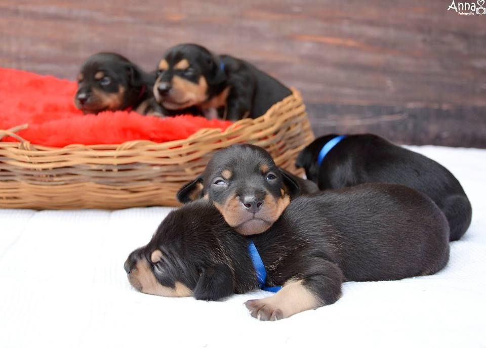 Megszülettek a kölykei a terhes fotósorozattal hódító kutyának