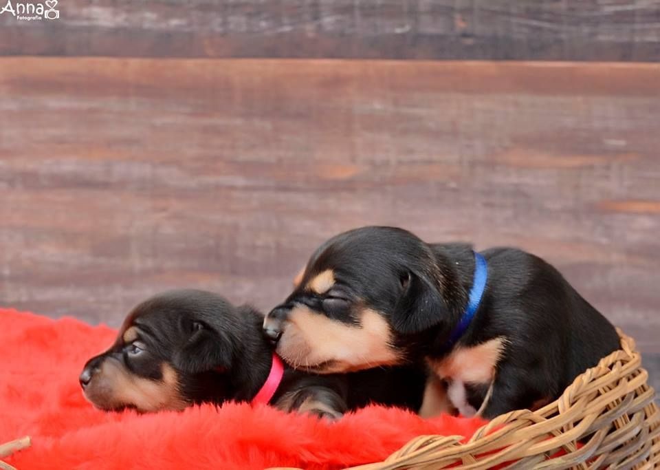 Megszülettek a kölykei a terhes fotósorozattal hódító kutyának