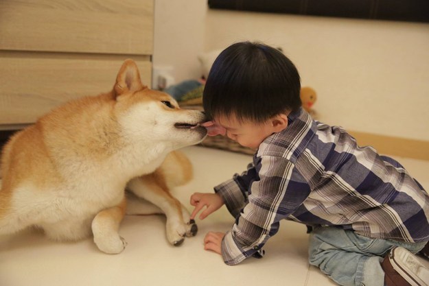 16 kép a világ legaranyosabb kutyacsaládjáról