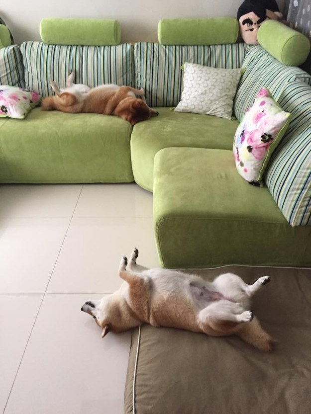 16 kép a világ legaranyosabb kutyacsaládjáról