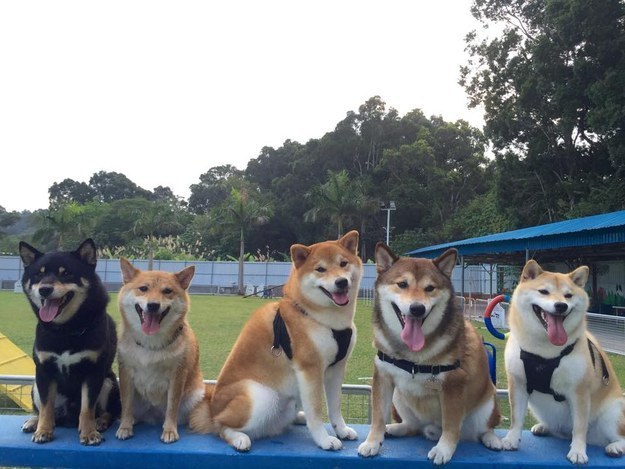 16 kép a világ legaranyosabb kutyacsaládjáról