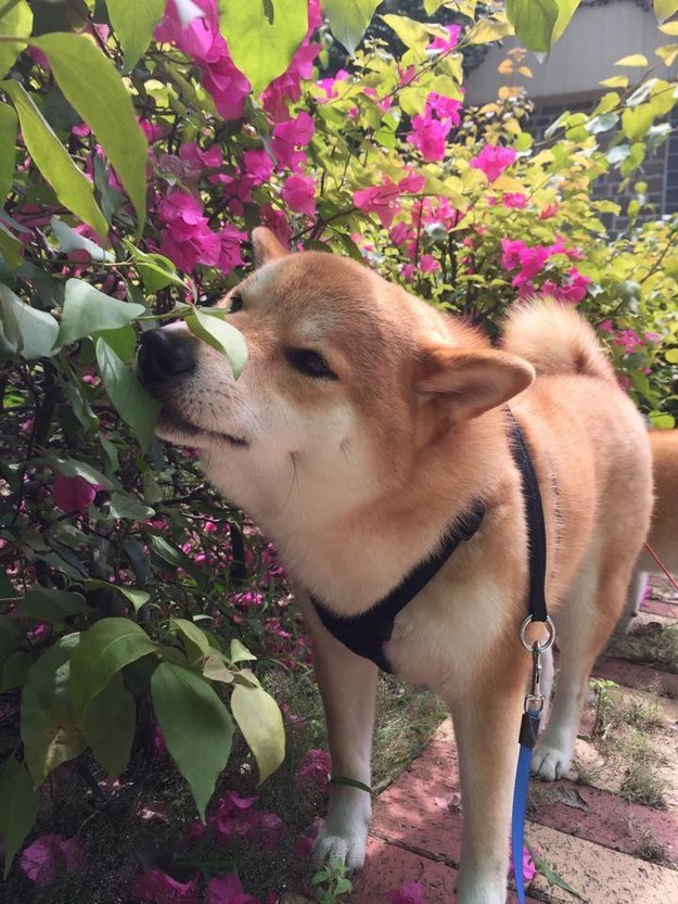 16 kép a világ legaranyosabb kutyacsaládjáról