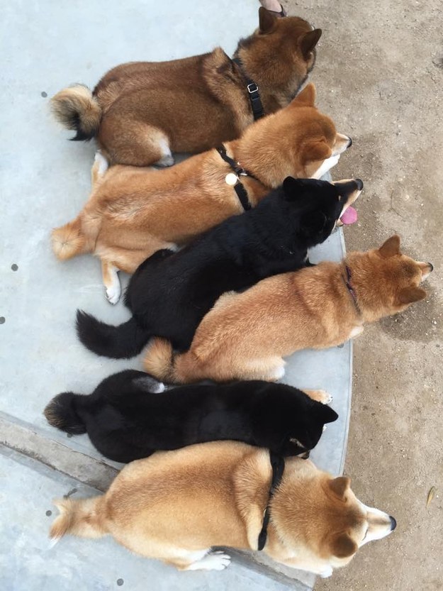 16 kép a világ legaranyosabb kutyacsaládjáról