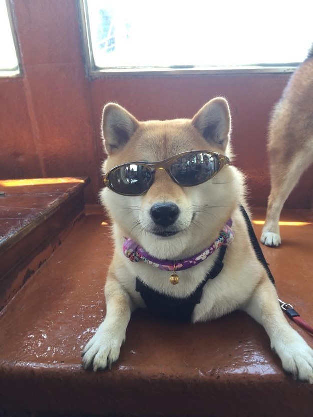 16 kép a világ legaranyosabb kutyacsaládjáról