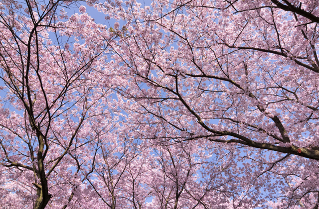Meleg tavaszi napok jönnek Meleg tavaszi napok jönnek