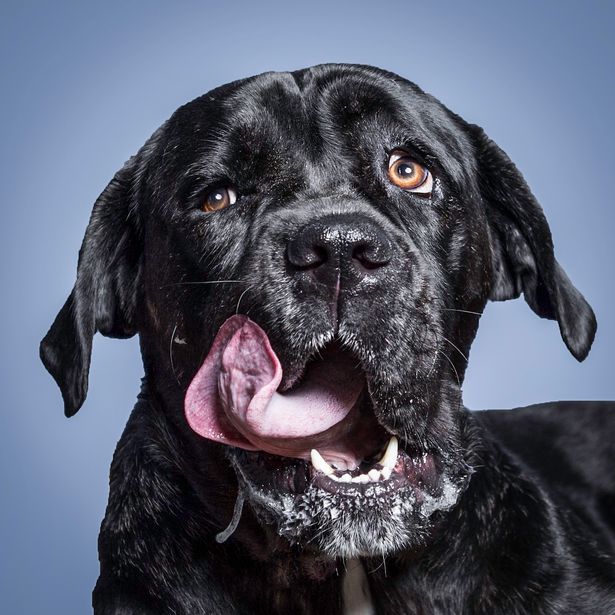 A mogyoróvajjal küzdő kutyák fotói megcsinálják a napod - cuki képek A mogyoróvajjal küzdő kutyák fotói megcsinálják a napod - cuki képek