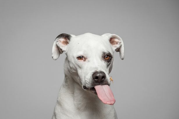 A mogyoróvajjal küzdő kutyák fotói megcsinálják a napod - cuki képek A mogyoróvajjal küzdő kutyák fotói megcsinálják a napod - cuki képek