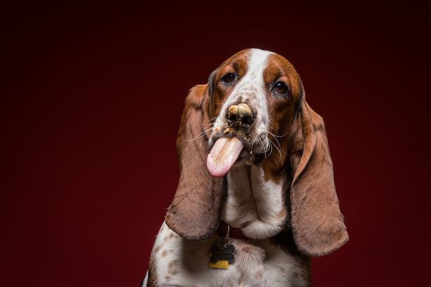 A mogyoróvajjal küzdő kutyák fotói megcsinálják a napod - cuki képek