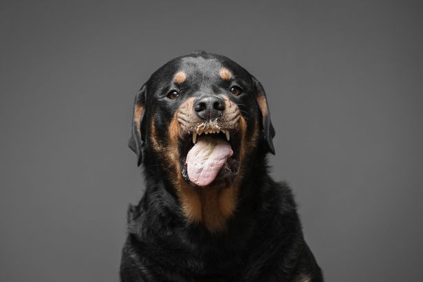 A mogyoróvajjal küzdő kutyák fotói megcsinálják a napod - cuki képek A mogyoróvajjal küzdő kutyák fotói megcsinálják a napod - cuki képek