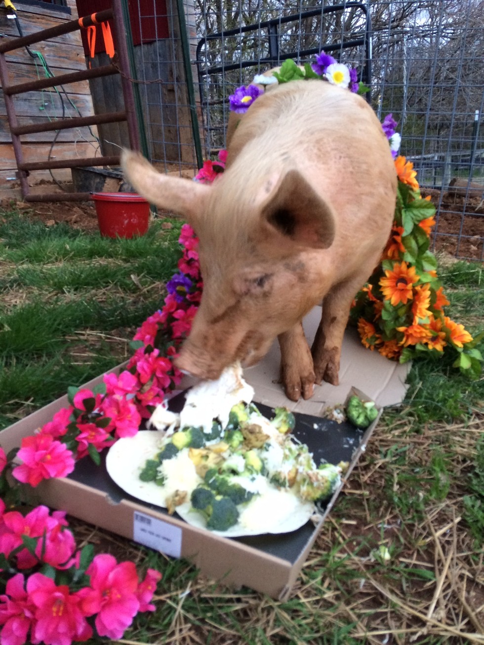 Virágkoszorúkat kaptak a gazdára váró malacok