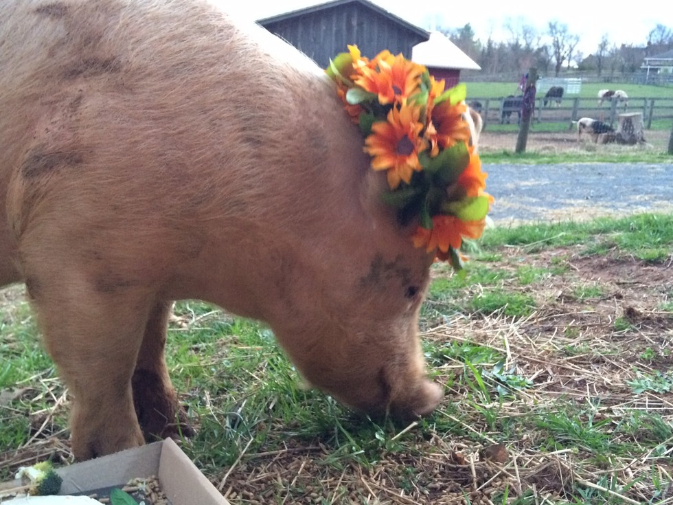 Virágkoszorúkat kaptak a gazdára váró malacok