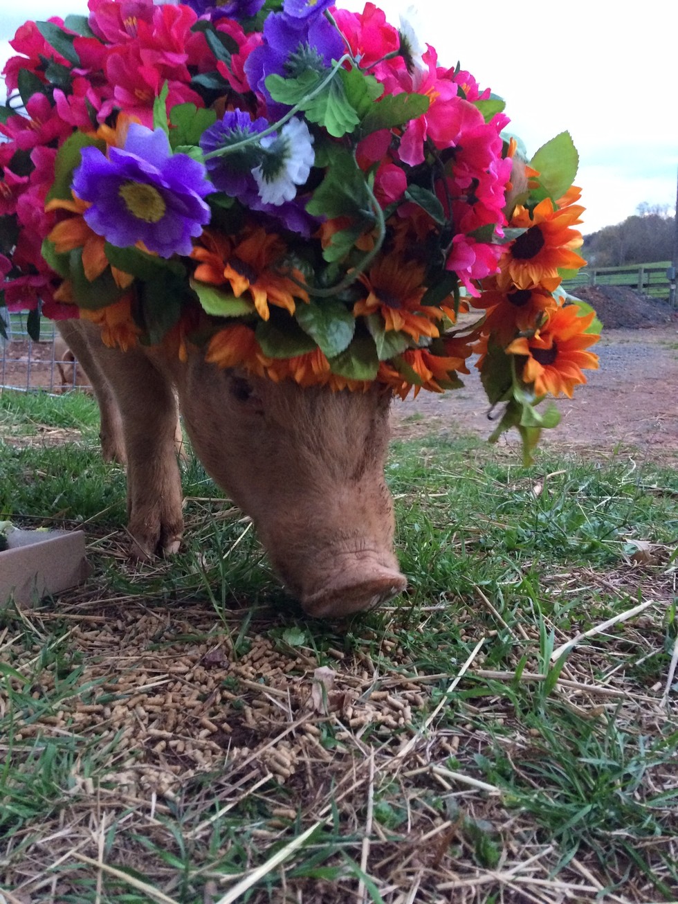 Virágkoszorúkat kaptak a gazdára váró malacok