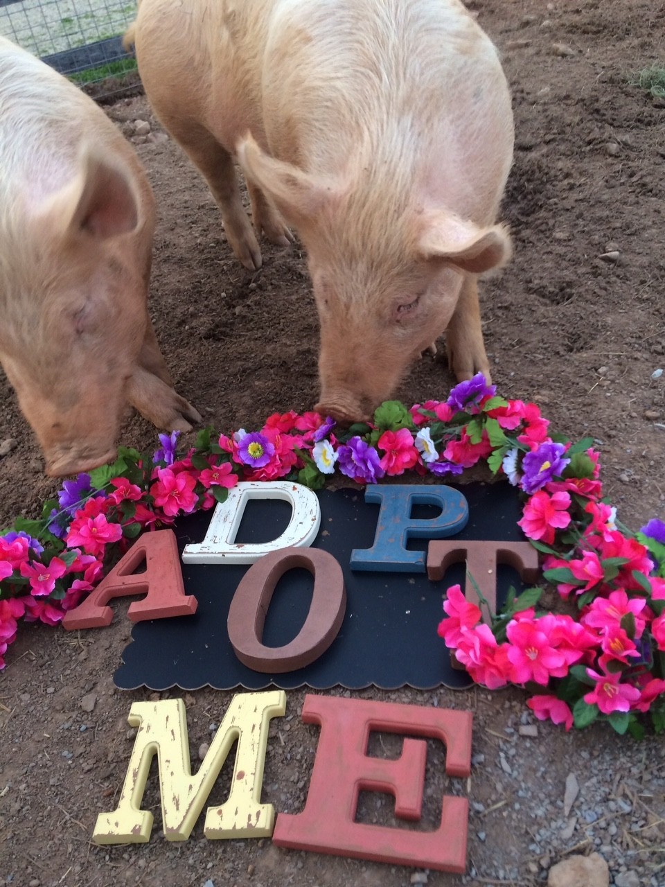 Virágkoszorúkat kaptak a gazdára váró malacok