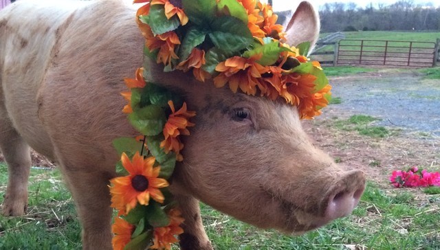 Virágkoszorúkat kaptak a gazdára váró malacok