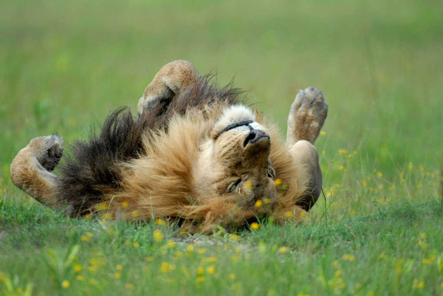 Hatalmas oroszlánok, akik kiscicaként cukiskodnak - tündéri fotók