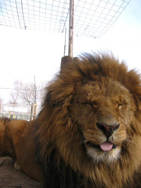 Hatalmas oroszlánok, akik kiscicaként cukiskodnak - tündéri fotók