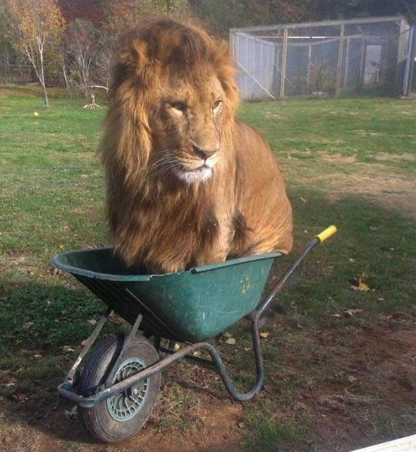 Hatalmas oroszlánok, akik kiscicaként cukiskodnak - tündéri fotók