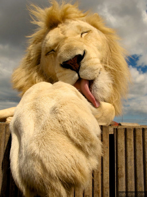 Hatalmas oroszlánok, akik kiscicaként cukiskodnak - tündéri fotók