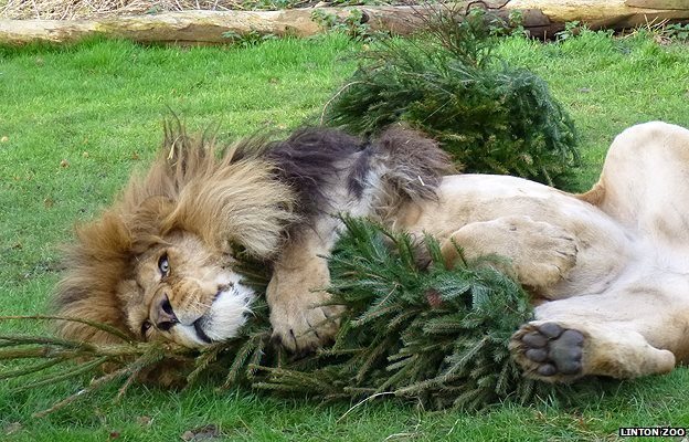 Hatalmas oroszlánok, akik kiscicaként cukiskodnak - tündéri fotók