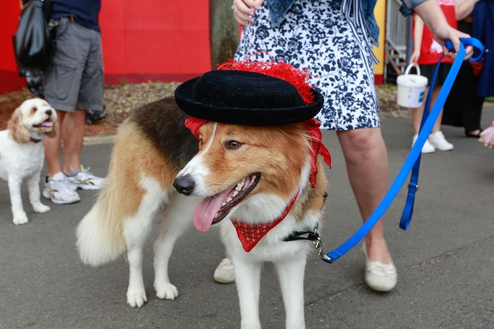 Operába öltöztek a kutyák - vicces fotók