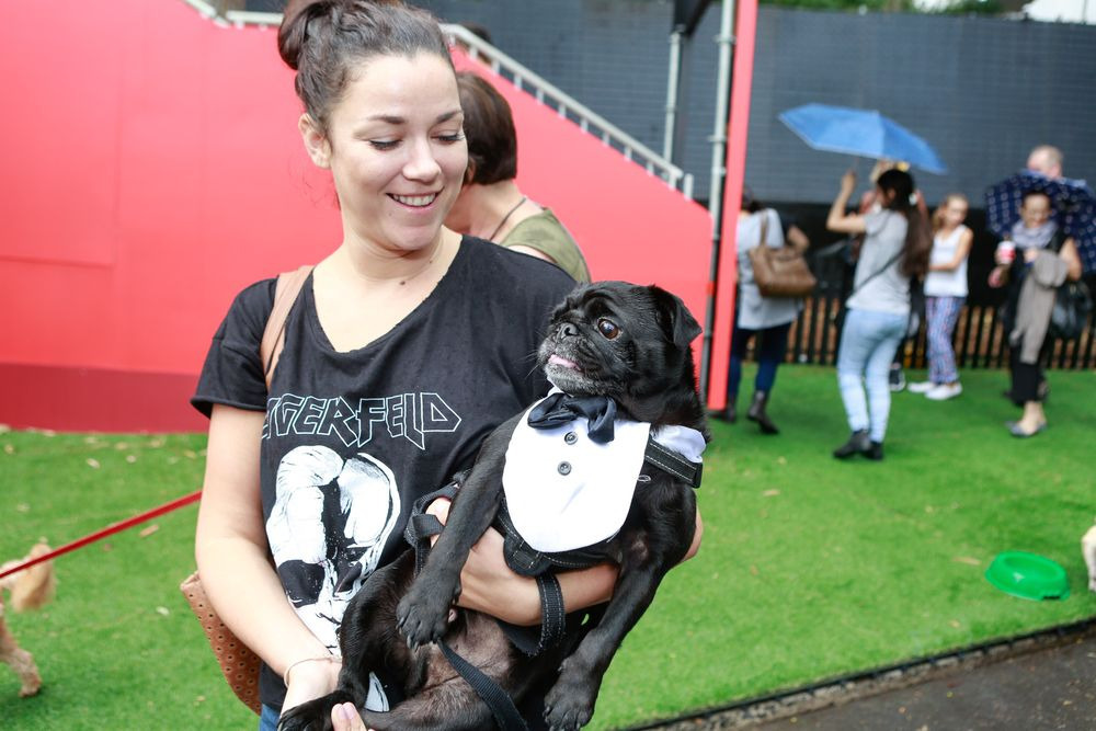 Operába öltöztek a kutyák - vicces fotók